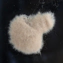 Moth's egg sac