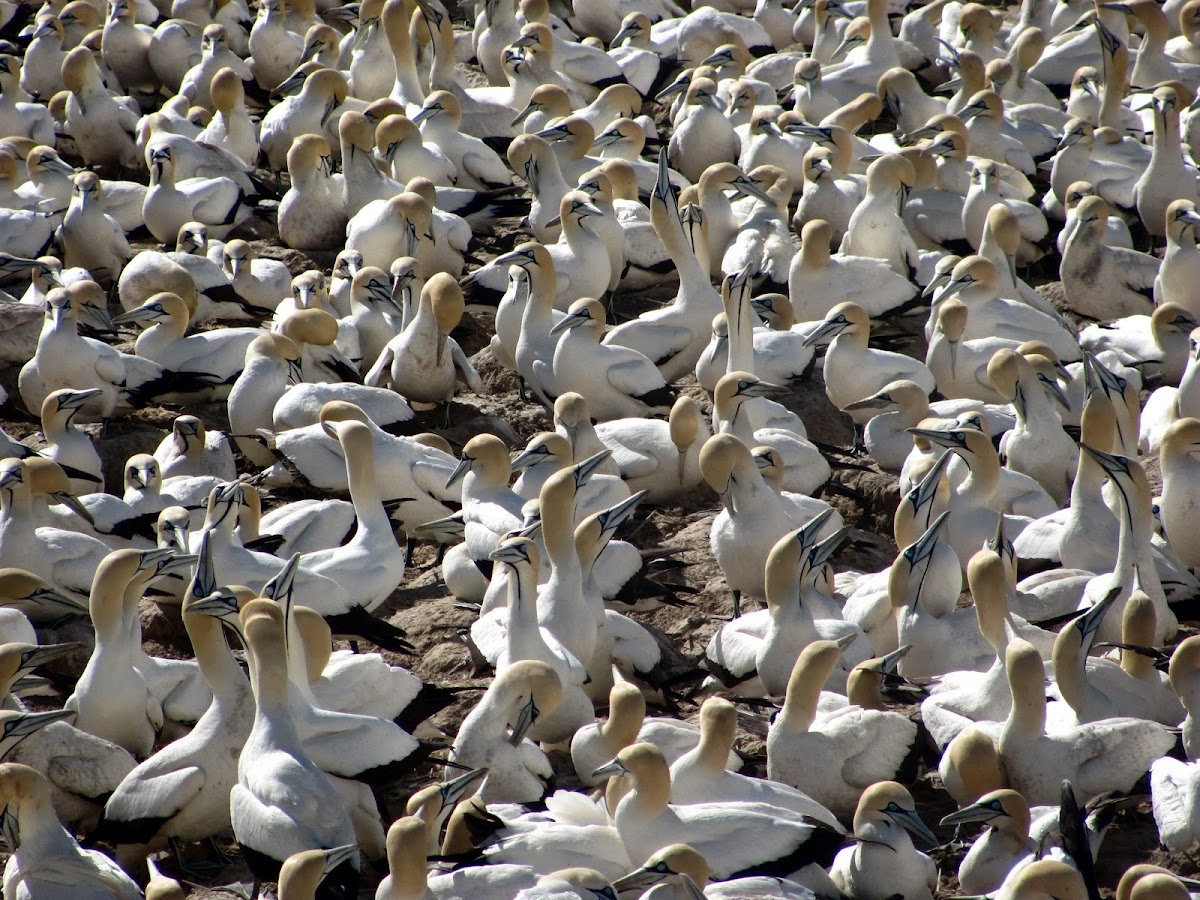 Cape Gannet