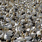 Cape Gannet