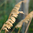 Beachgrass