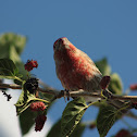 house finch