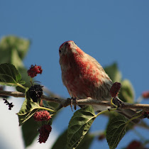 Biodiversity of the Chihuahuan Desert
