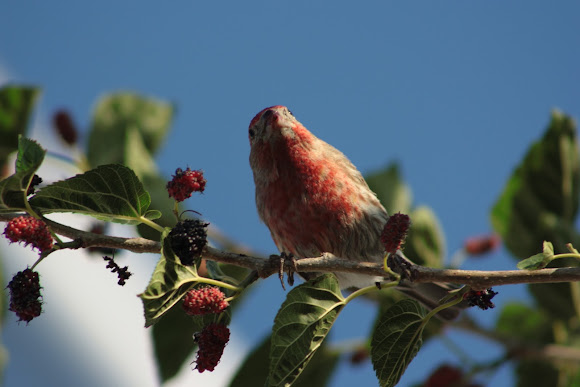 Spotting Image 1