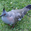 Crested Pigeon