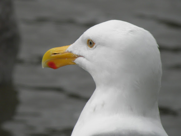 Spotting Image 1