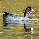 American Coot