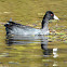 American Coot