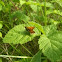 Small Skipper