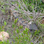 Stumpytail/Shingleback