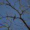 Belted Kingfisher