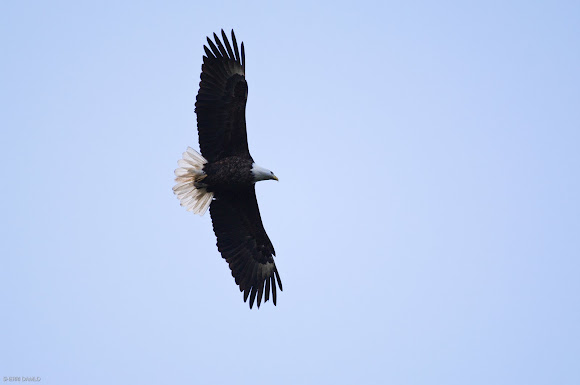Spotting Image 1