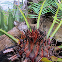 Sago Palm