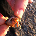 Hermit crab