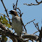 White-browed Sparrow-weaver