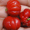 Pitanga -Surinam Cherry