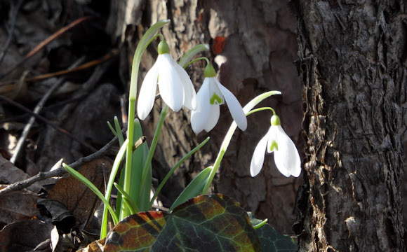Spotting Image 1