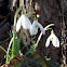 Snowdrop
