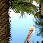 Pelican