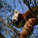 Red Panda