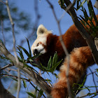 Red Panda