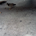 American Ground Dove