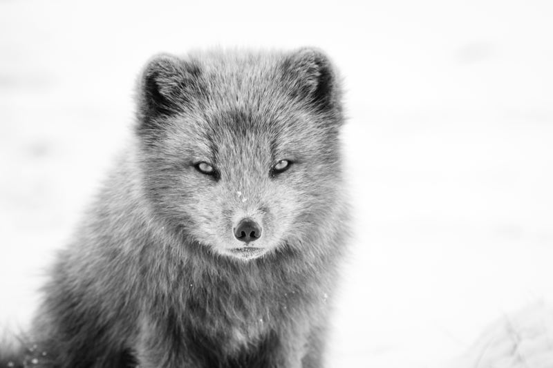 Arctic Fox
