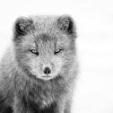 Arctic Fox