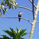 Ringed Kingfisher