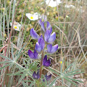 Narrow-leafed lupin (άγριο λούπινο)