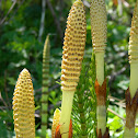 Field Horsetail