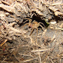Wolf Spider