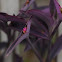Purple Heart