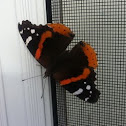 red admiral butterfly