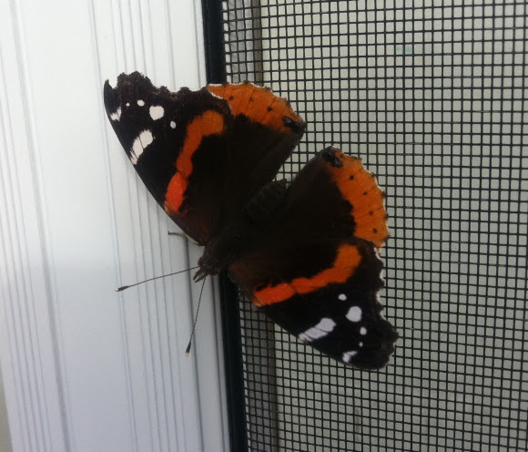 Spotting Image 1