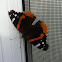 red admiral butterfly
