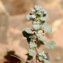 Unknown spotting
