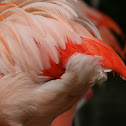 Chilean Flamingo