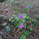 Fringed polygala