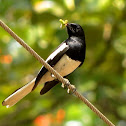 Oriental Magpie Robin