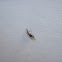 Midge (Male)