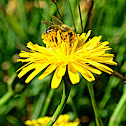 Bee