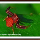 Crab spider