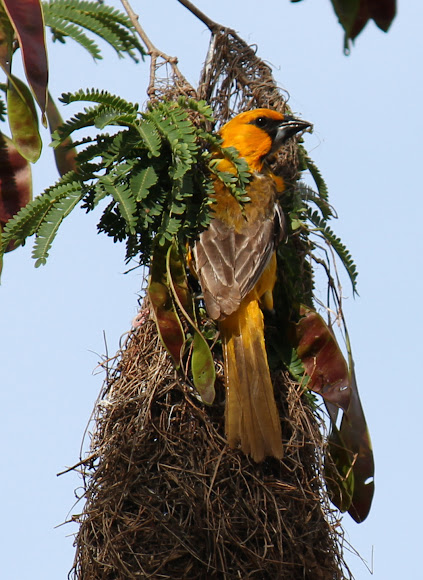 Spotting Image 1