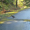Ruffed Grouse