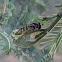 Hover fly
