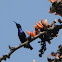 purple sunbird