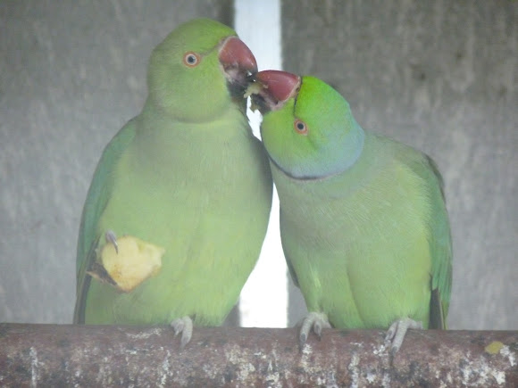 Spotting Image 1