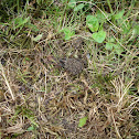 Wolf spider