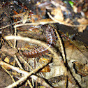 Centipede