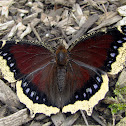 Mourning Cloak